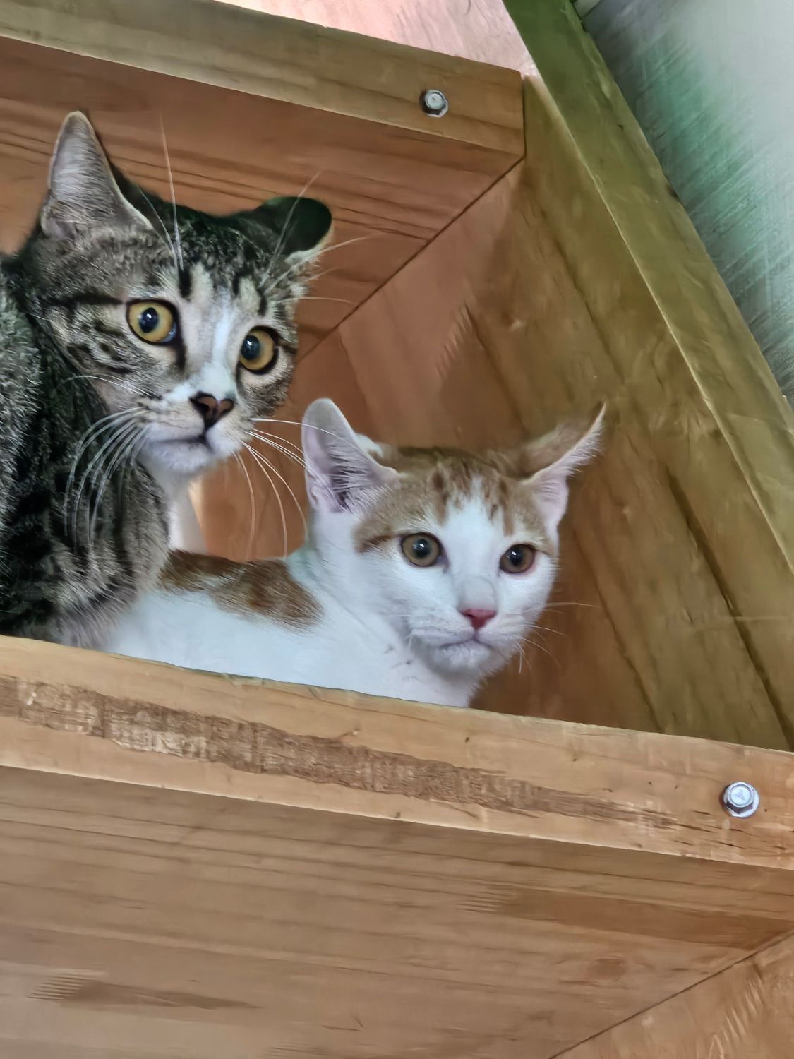 SYM 보이져 125 i more